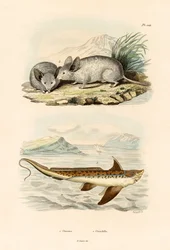 Chimère, 1833-39